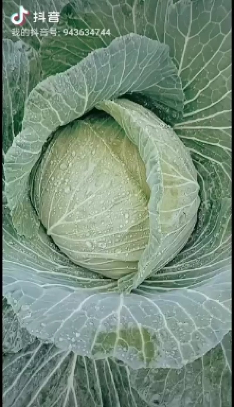 蓬溪甘蓝大量出售需要得老板赶快联系赶快