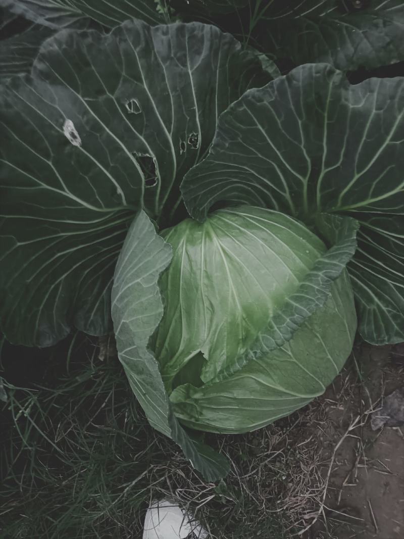 蓬溪甘蓝大量出售需要得老板赶快联系赶快