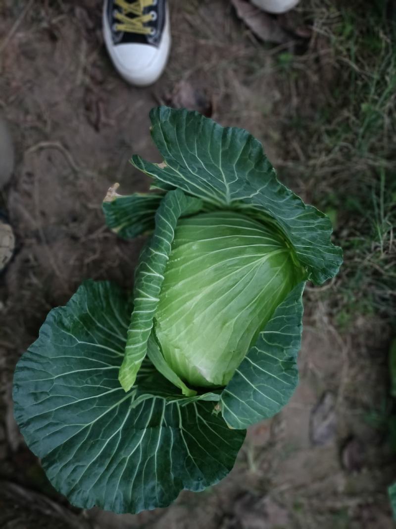 蓬溪甘蓝大量出售需要得老板赶快联系赶快