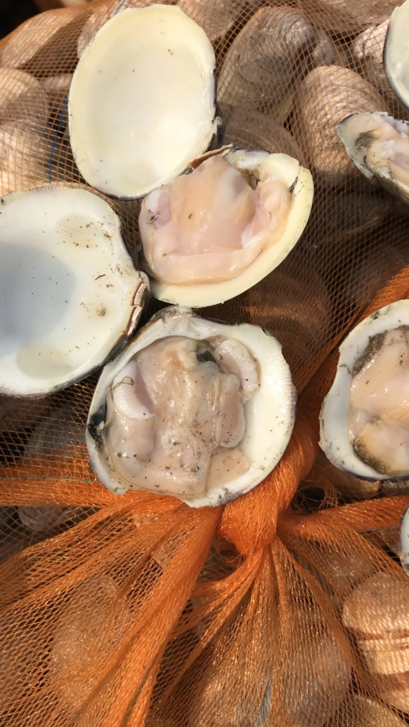 鲜活美贝花甲肉鲜美，鲜活发货，连云港港口直接发货，