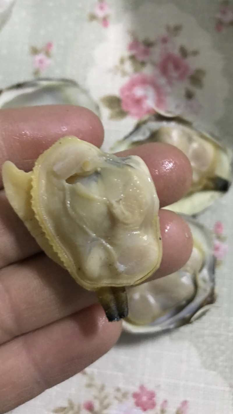 鲜活美贝花甲肉鲜美，鲜活发货，连云港港口直接发货，