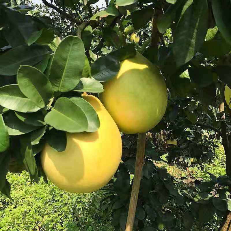 【柚子】精品沙田柚江永香柚产地直发皮薄多汁全国发货