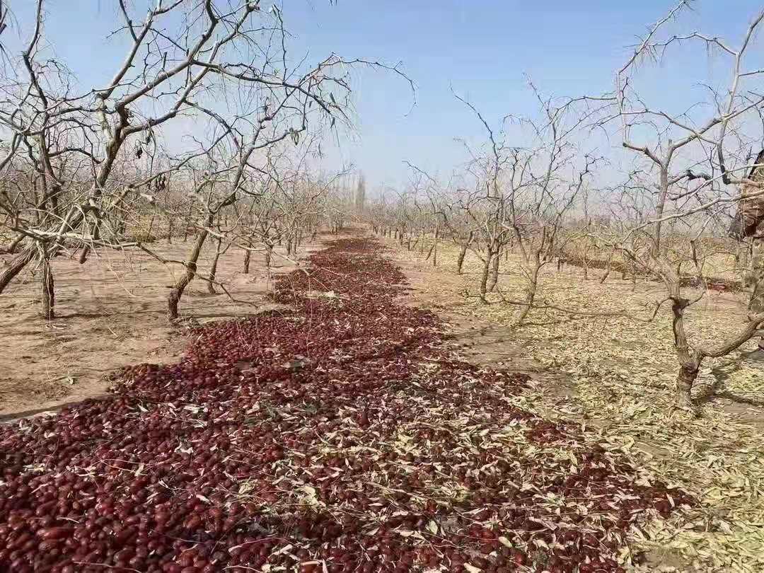 一台黄色履带式振动采收机正在对成排灰枣树进行作业,树冠剧烈晃动,大量红枣如雨点般落入地面铺设的蓝色接果网中,远处有多名工人正在整理收集果实,背景为戈壁边缘的枣园 新疆灰枣机械化采收现场