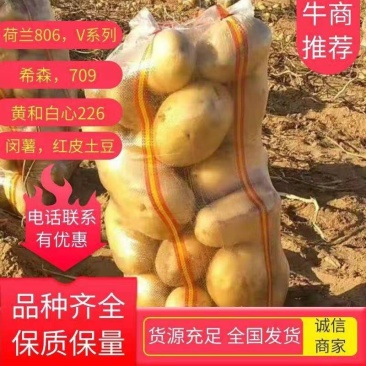 黄心土豆:荷兰806，希森，雪川红，沃土，v7土豆