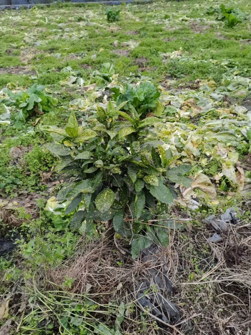 四川成都温江基地洒金珊瑚笼子，工程货，欢迎选购
