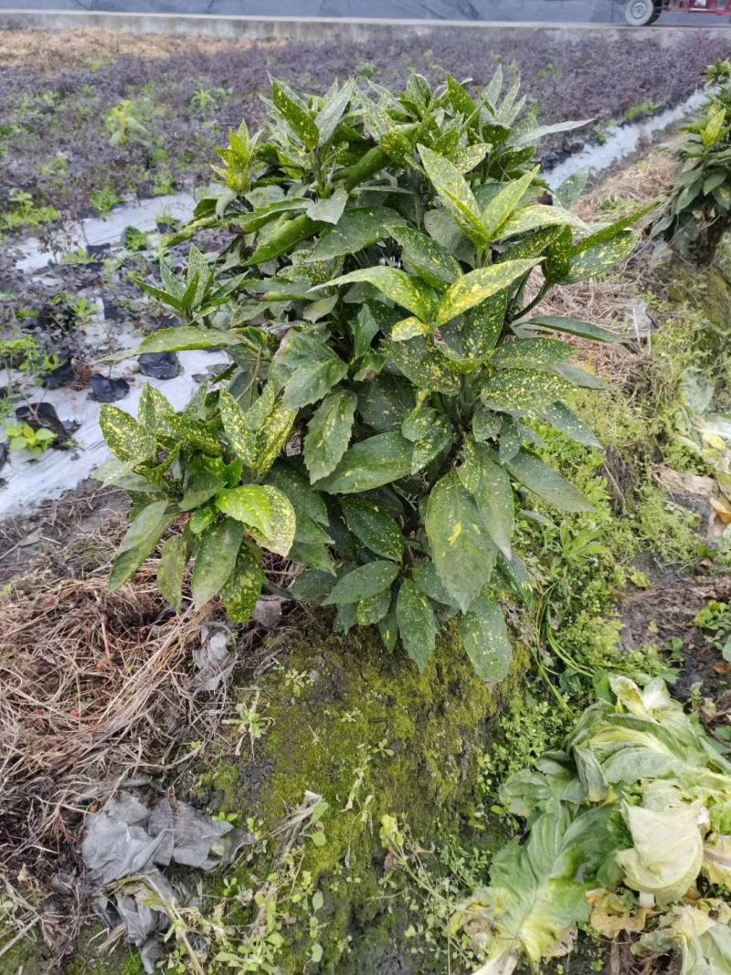 四川成都温江基地洒金珊瑚笼子，工程货，欢迎选购