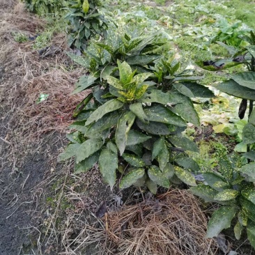 四川成都温江基地洒金珊瑚笼子，工程货，欢迎选购