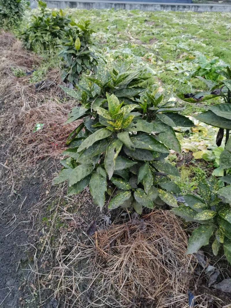 四川成都温江基地洒金珊瑚笼子，工程货，欢迎选购