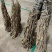 黄芪500克黄芪中药材芪泡水