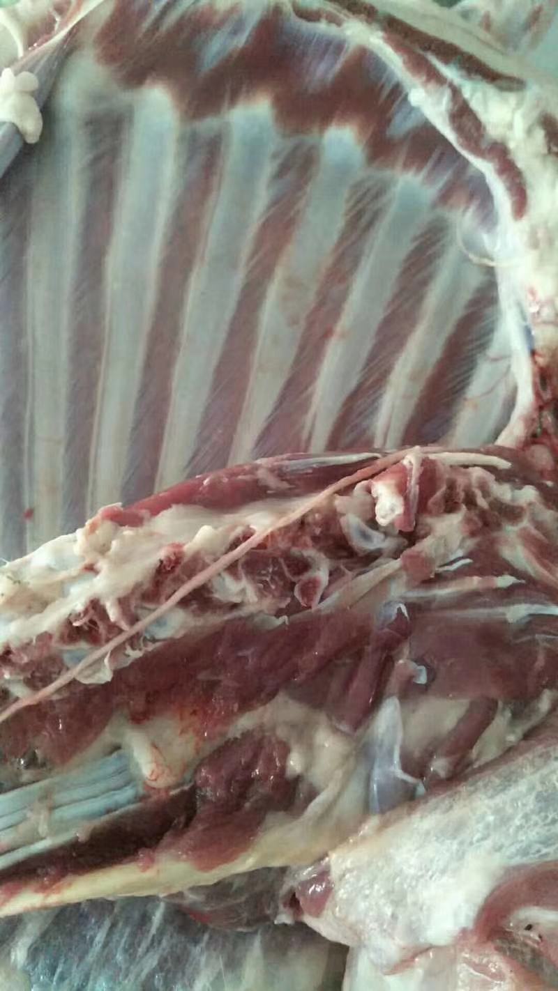 新疆伊犁草膘羊肉，美味时刻在线！