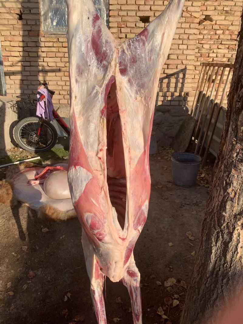 新疆伊犁草膘羊肉，美味时刻在线！