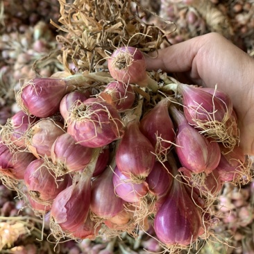 广西红葱头个头饱满颜色鲜艳农家自种量大价优
