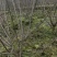 四川成都温江区苗圃低分枝红梅，高分枝红梅规格齐全，基地货