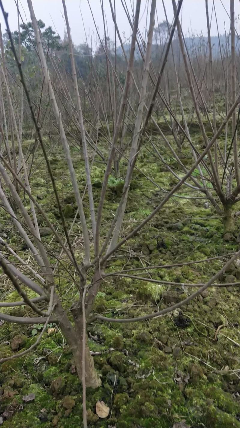 四川成都温江区苗圃低分枝红梅，高分枝红梅规格齐全，基地货