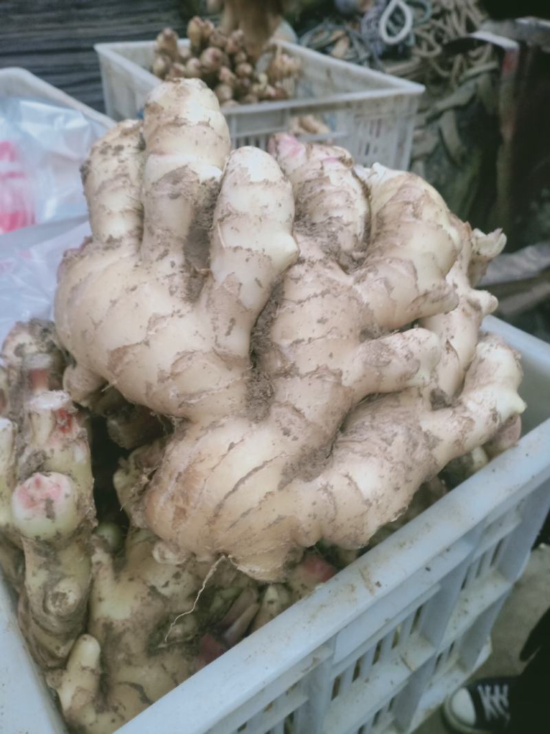 优质大姜，品质优良……