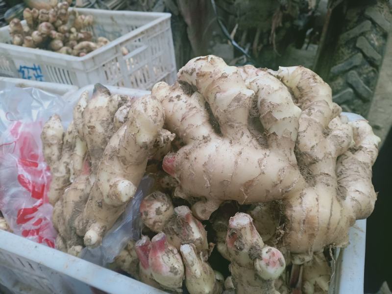 优质大姜，品质优良……