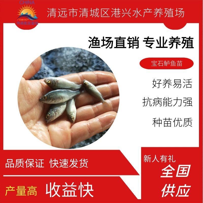 鱼苗加洲鲈鱼苗，加洲鲈水花苗高品价优欢迎联系