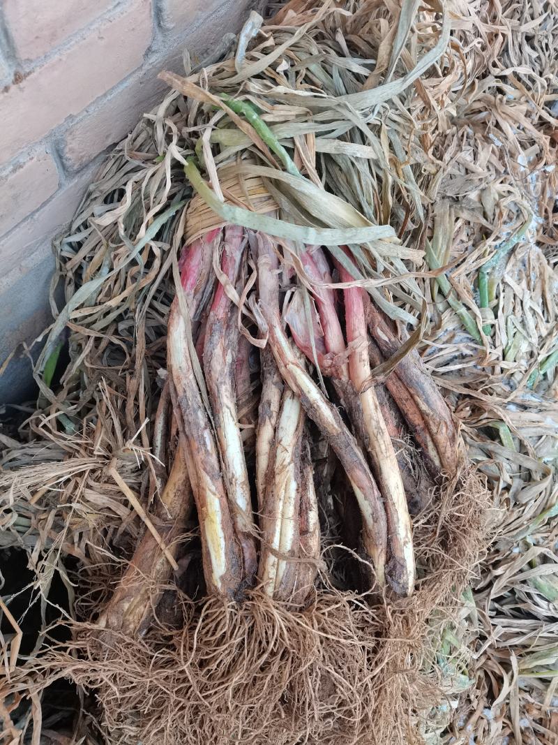 陕北，大葱，红葱，产地发货