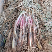 陕北，大葱，红葱，产地发货
