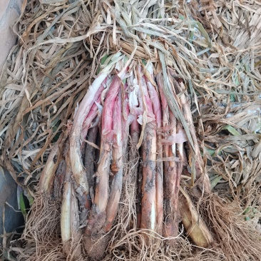 陕北，大葱，红葱，产地发货