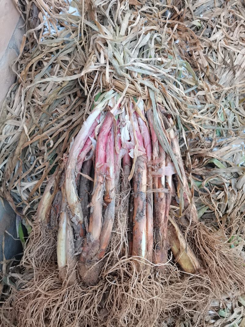 陕北，大葱，红葱，产地发货