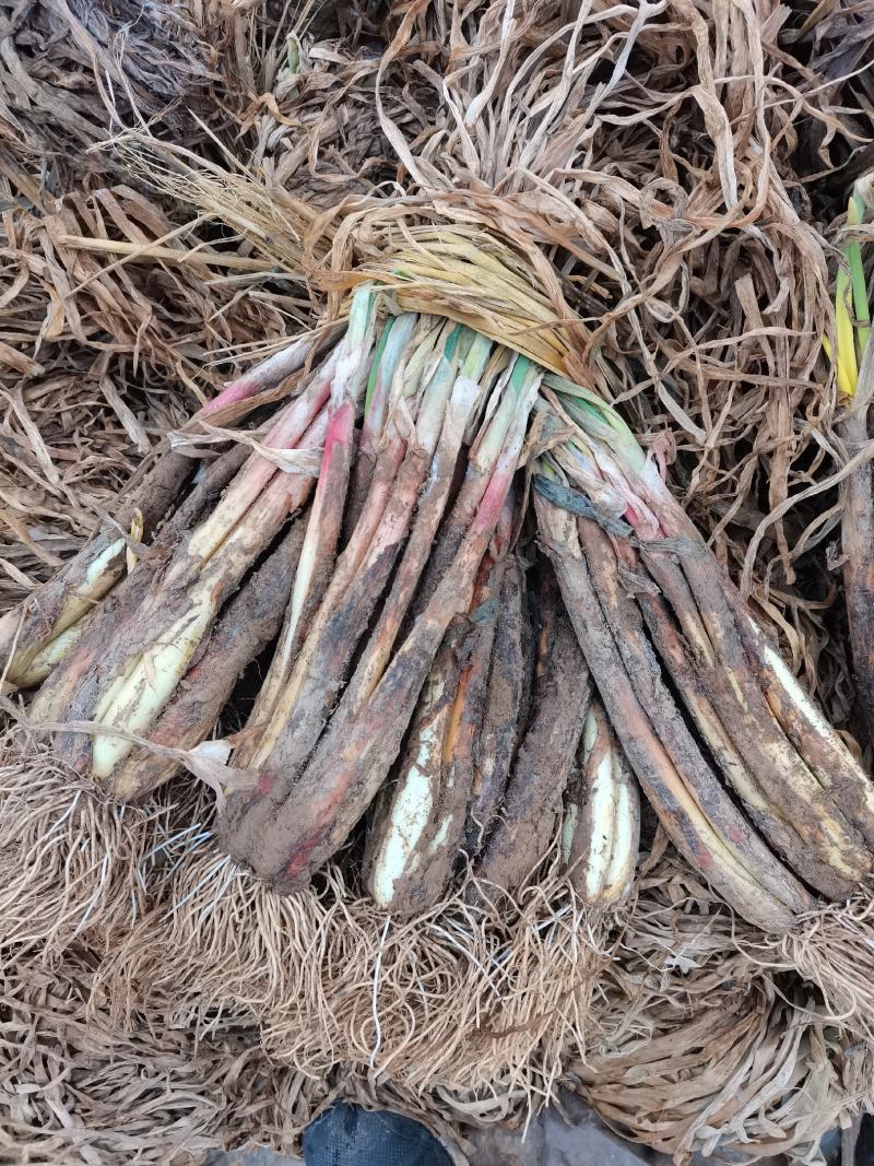 陕北，大葱，红葱，产地发货