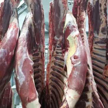 新疆伊犁本地新鲜牛肉，美味时刻在线！