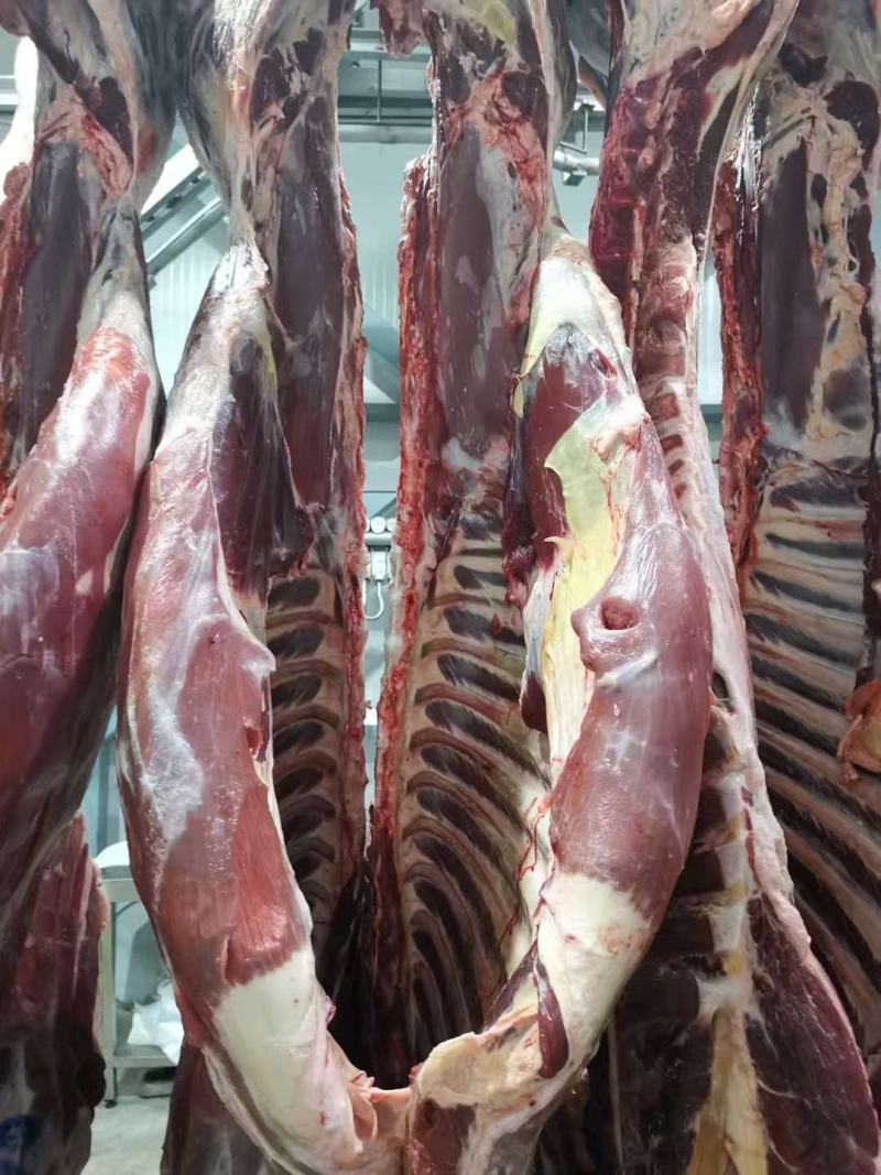 新疆伊犁本地新鲜牛肉，美味时刻在线！