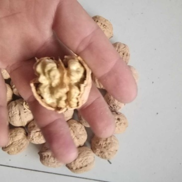 甘肃陇南核桃三千斤。