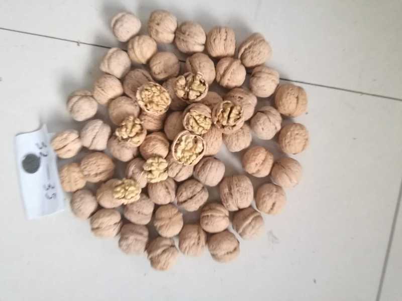 甘肃陇南核桃三千斤。