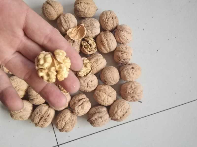 甘肃陇南核桃三千斤。