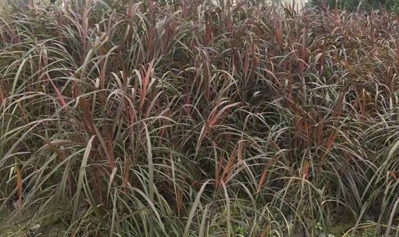 四川成都温江基地直销紫叶芦苇，规格齐全，货源充足，批发