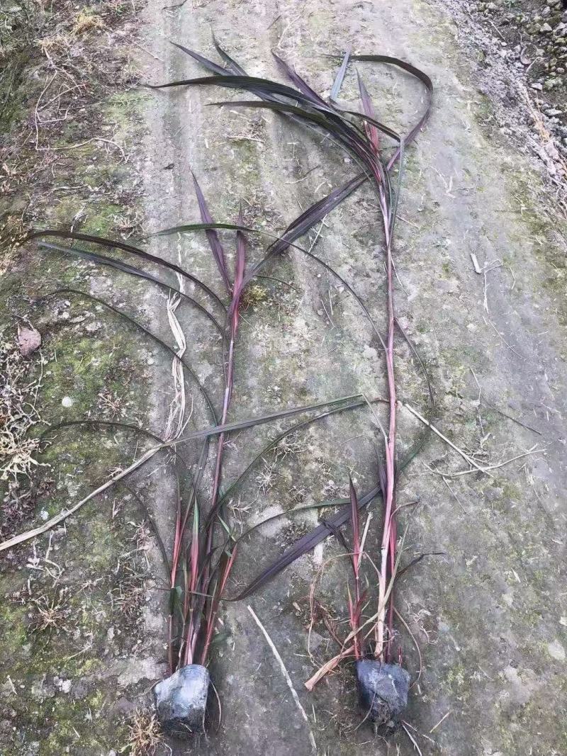 四川成都温江基地直销紫叶芦苇，规格齐全，货源充足，批发