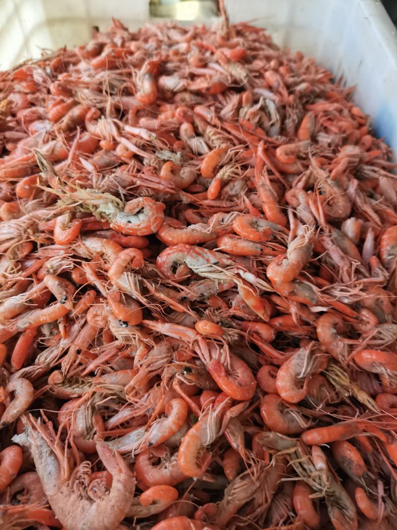狗虾红虾杂志少颜色好看鲜度高一手货源
