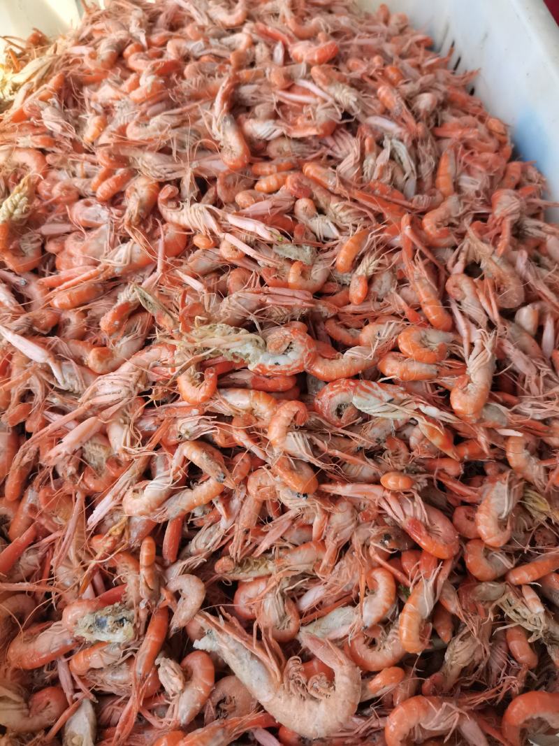 狗虾红虾杂志少颜色好看鲜度高一手货源