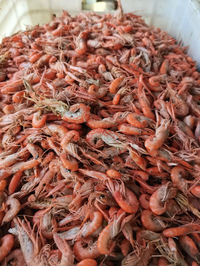 狗虾红虾杂志少颜色好看鲜度高一手货源