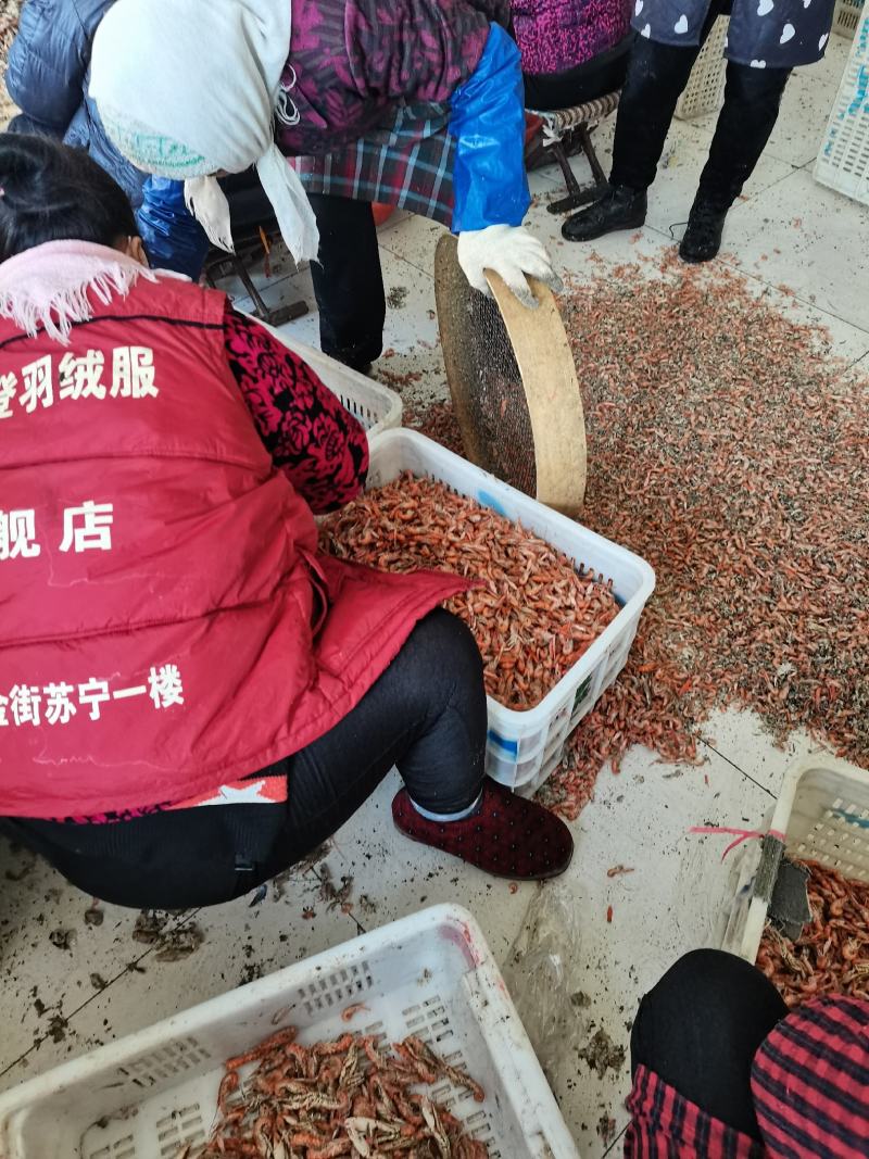 狗虾红虾杂志少颜色好看鲜度高一手货源