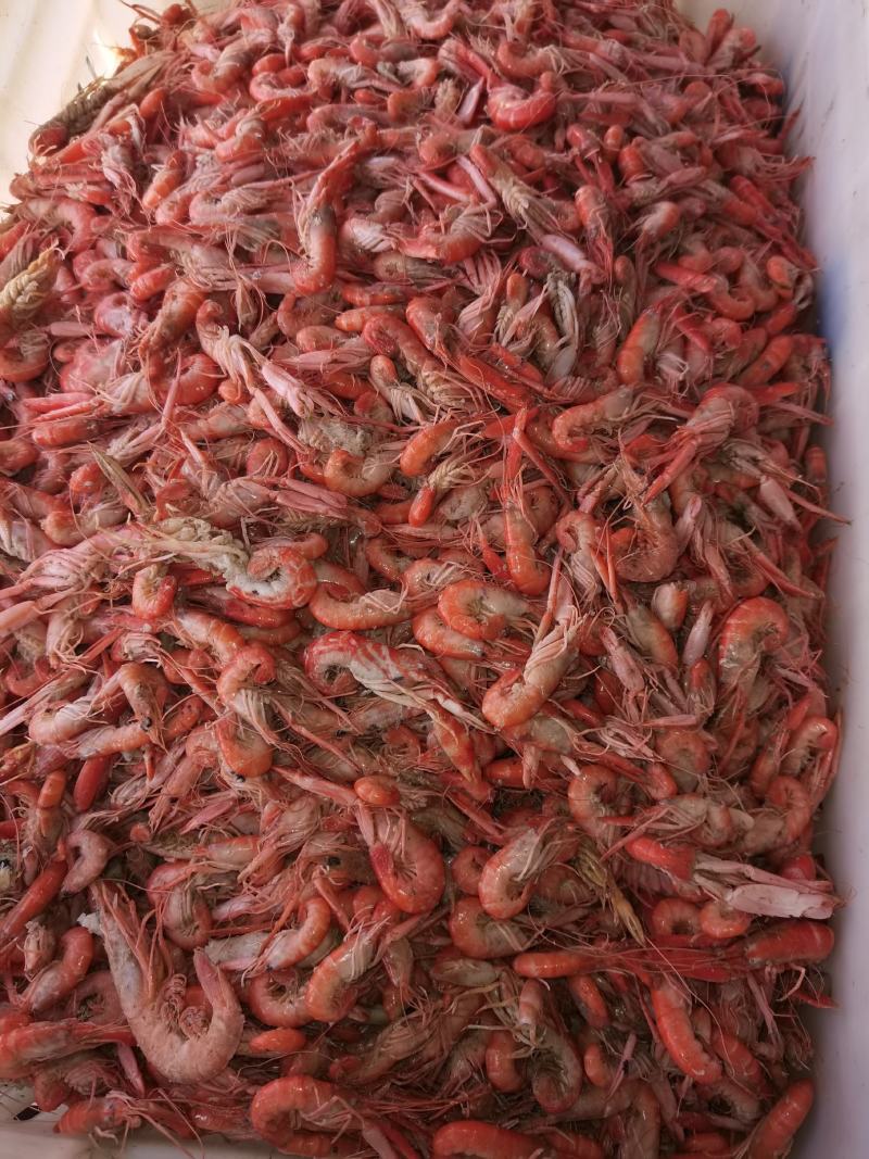 狗虾红虾杂志少颜色好看鲜度高一手货源