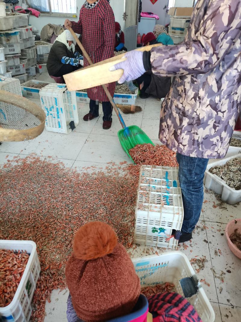 狗虾红虾杂志少颜色好看鲜度高一手货源