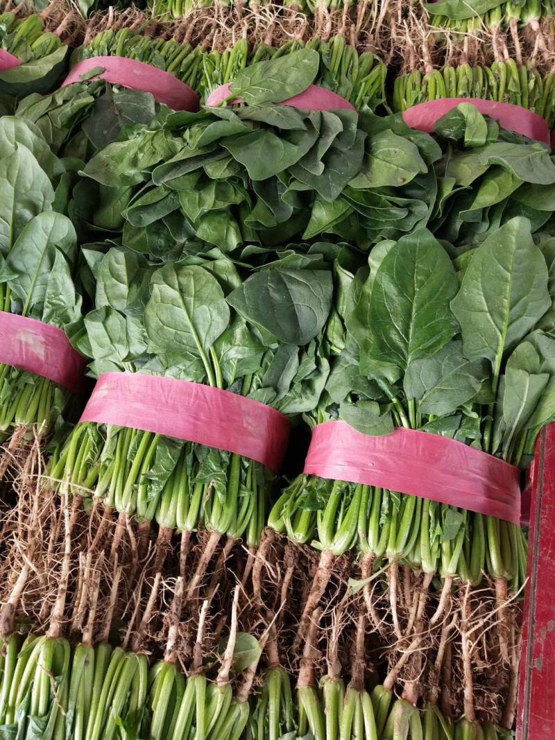 河南菠菜，大叶菠菜20~28大量有货，万亩基地诚信代办