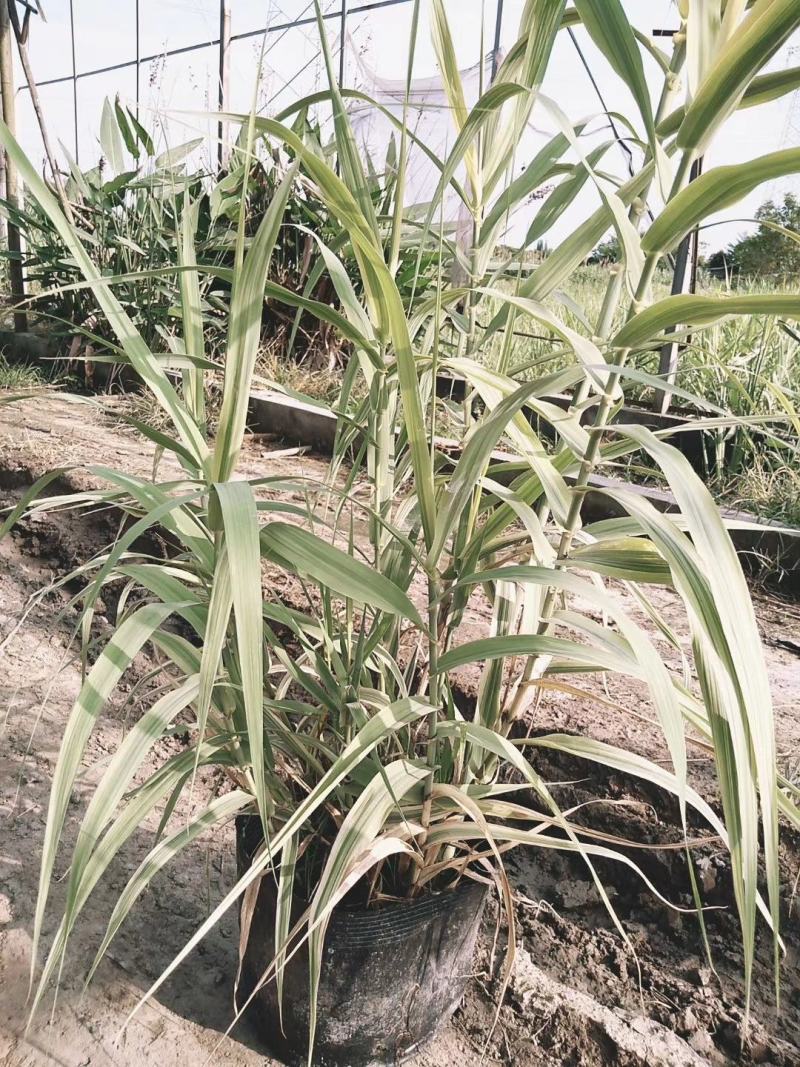 四川成都温江区苗圃花叶芦苇，规格齐全，批发价