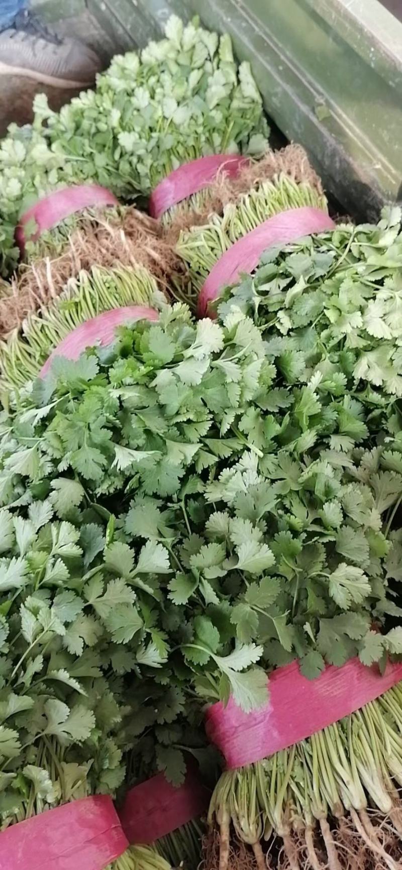 优质大棚香菜，大叶香菜20~30厘米质量保证产地货源