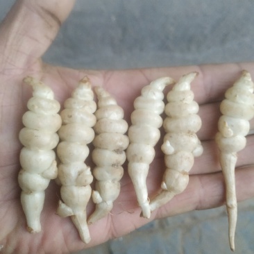 螺丝菜（草食蚕串溜宝塔菜地溜子）