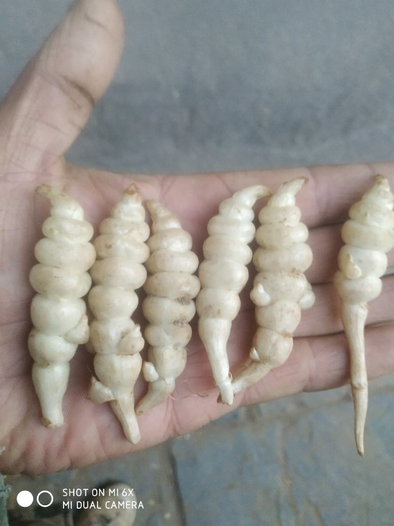 螺丝菜（草食蚕串溜宝塔菜地溜子）