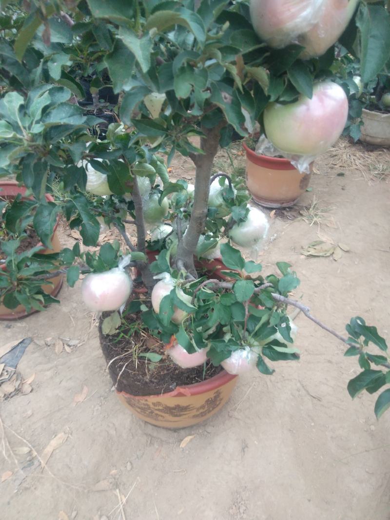 盆景红富士苹果树苗，带盘发货，保证质量保证成活率。