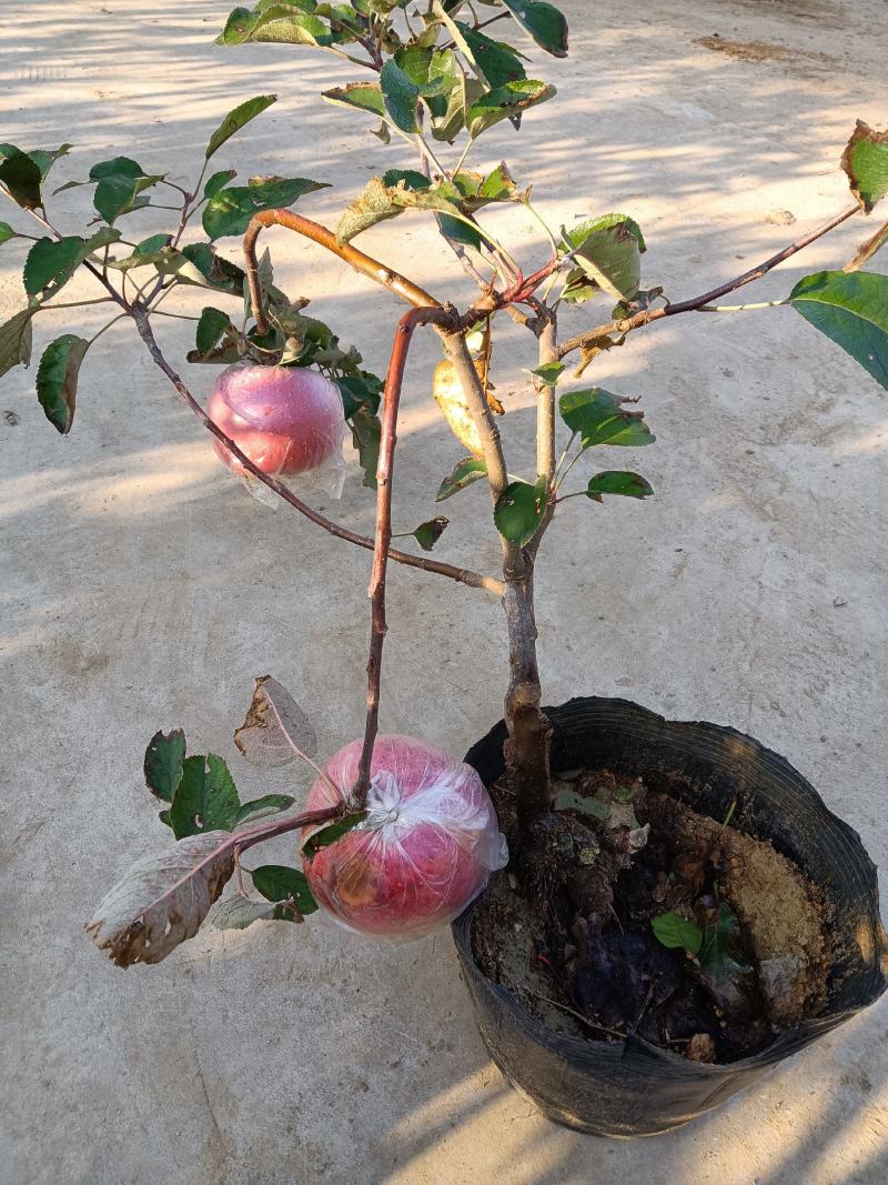 盆景红富士苹果树苗，带盘发货，保证质量保证成活率。