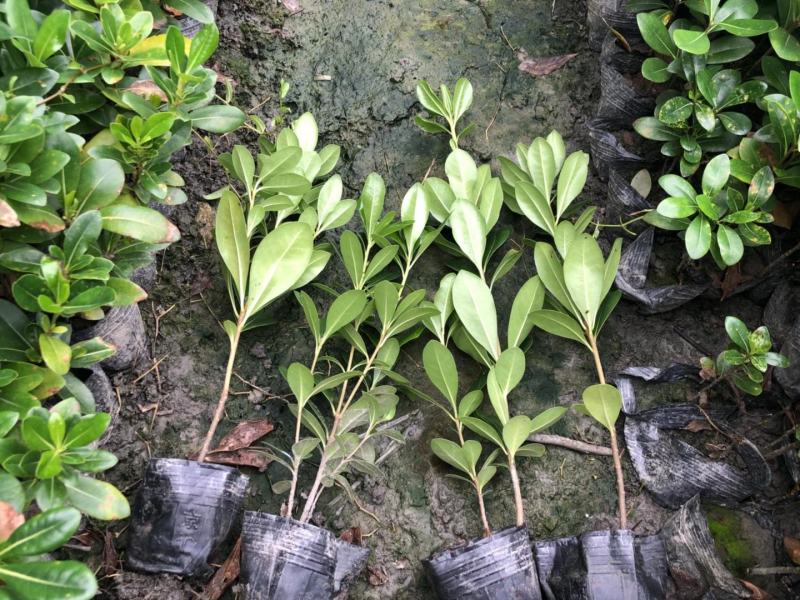 四川成都温江基地直销海桐苗海桐球规格齐全，基地货欢迎选购