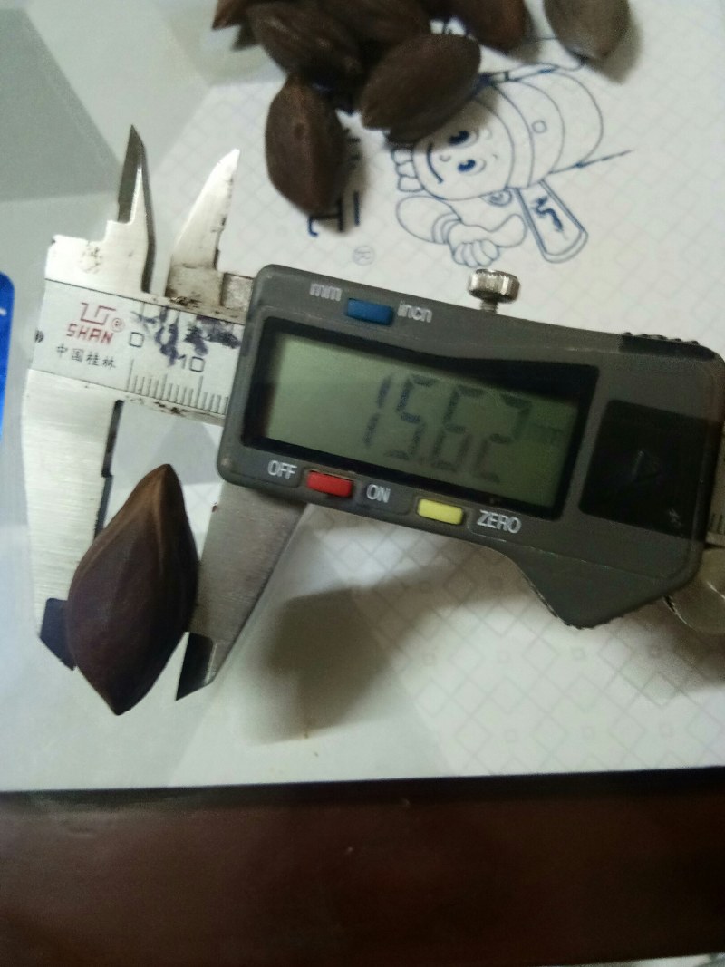 百年橄榄老树出靓核，一手货源有统货有工艺品