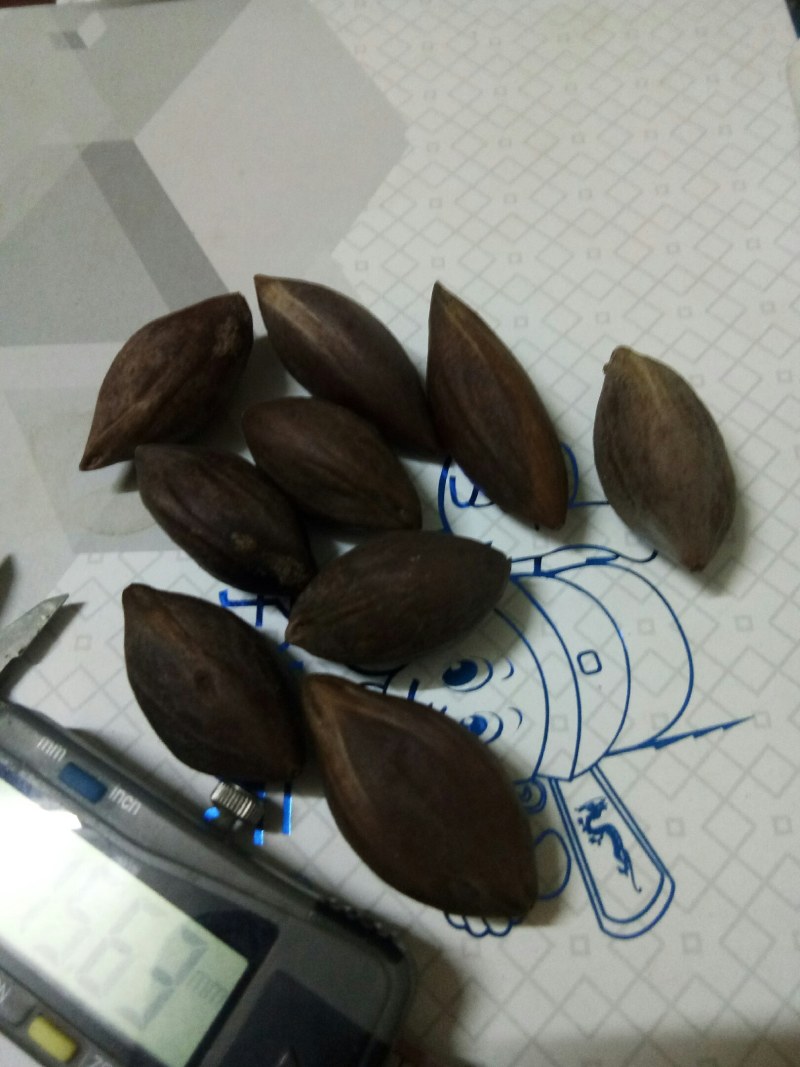 百年橄榄老树出靓核，一手货源有统货有工艺品