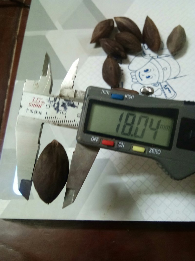 百年橄榄老树出靓核，一手货源有统货有工艺品